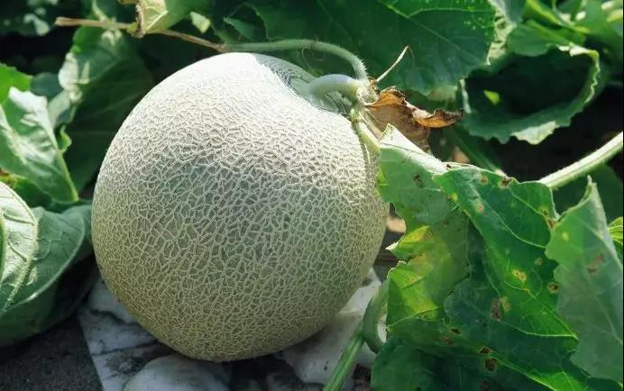 小青皮.jpg