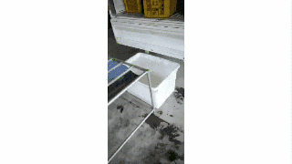 林国伟在湖南采购橘子.gif